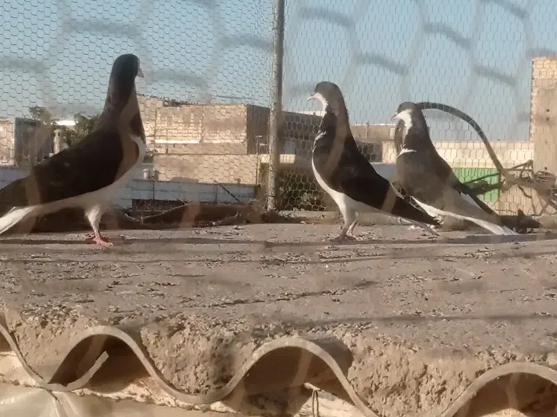 سه تا سیاهپوش بی عیب حراج|پرنده|اقبالیه, |دیوار