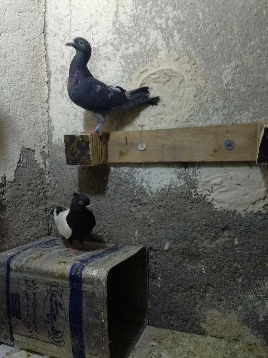 کبوتر|پرنده|تایباد, |دیوار