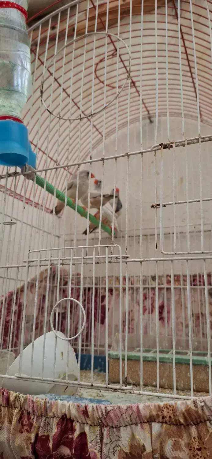 فنج جفت وتکی۱۰۰ هزار تومان|پرنده|تبریز, |دیوار