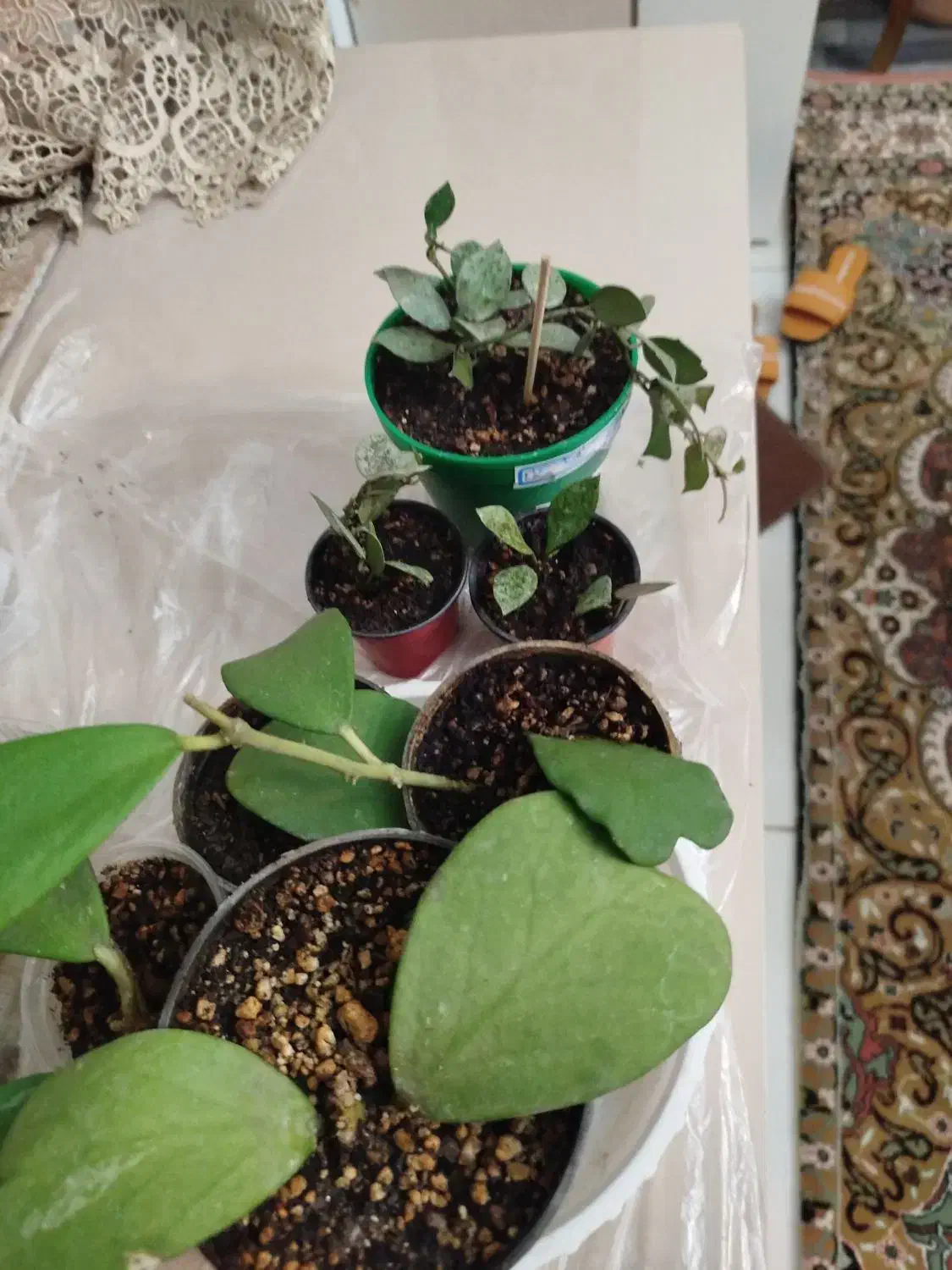 هویای قلبی و هویای کروهنیانا.انار.نارنگی لیمو ترش|گل و گیاه طبیعی|تبریز, |دیوار