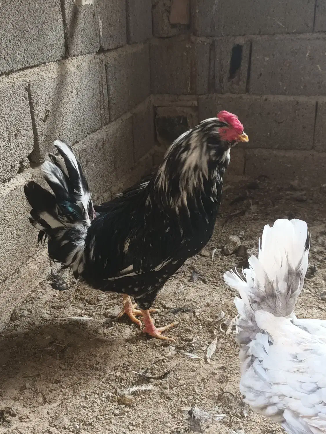 مرغ و خروس گلین|حیوانات مزرعه|شاهدشهر, |دیوار