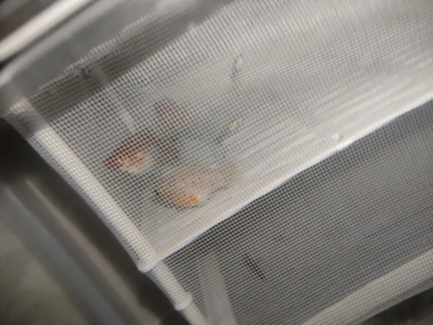 ماهی قیمت عالی|ماهی|تربت جام, نظامی|دیوار