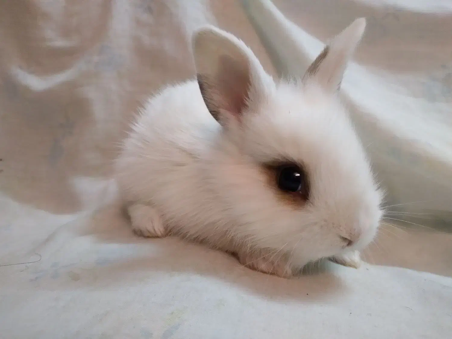 بچه خرگوش لوپ همه رنگ|موش و خرگوش|گلپایگان, |دیوار