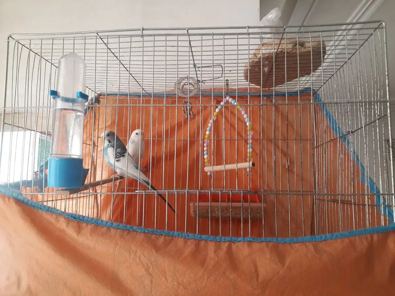 مرغ عشق|پرنده|پاکدشت, پاکدشت (مامازند)|دیوار