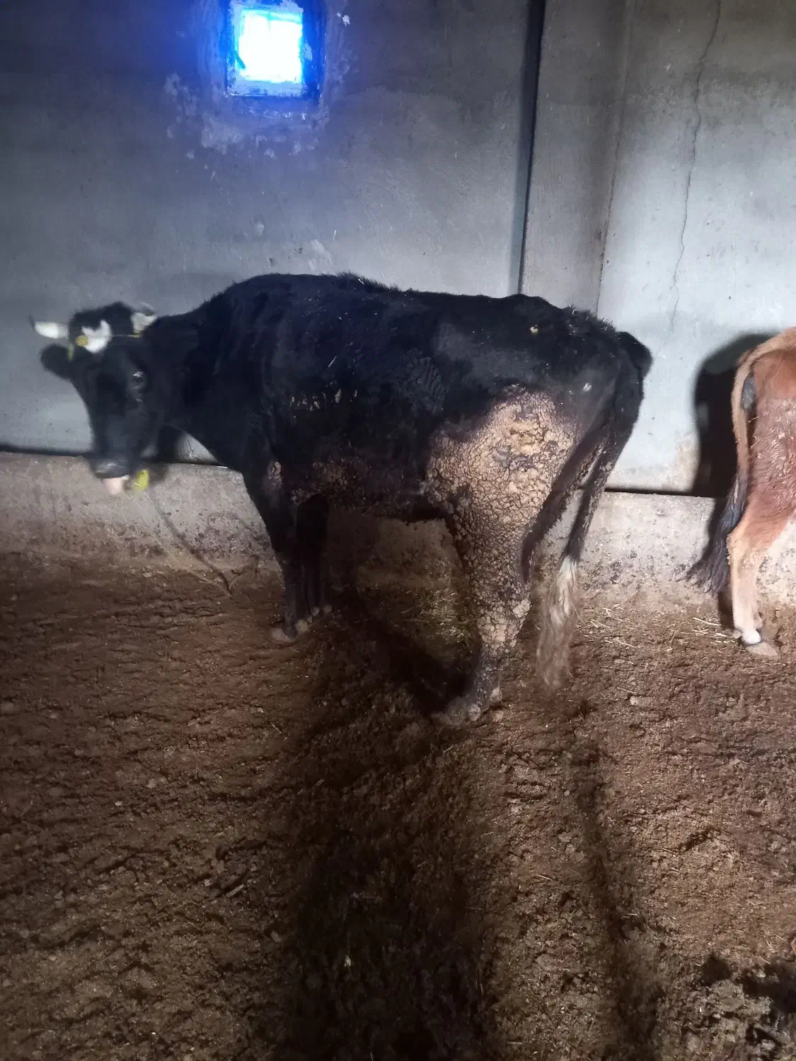 گاو قصر وتلیسه|حیوانات مزرعه|رامند, |دیوار