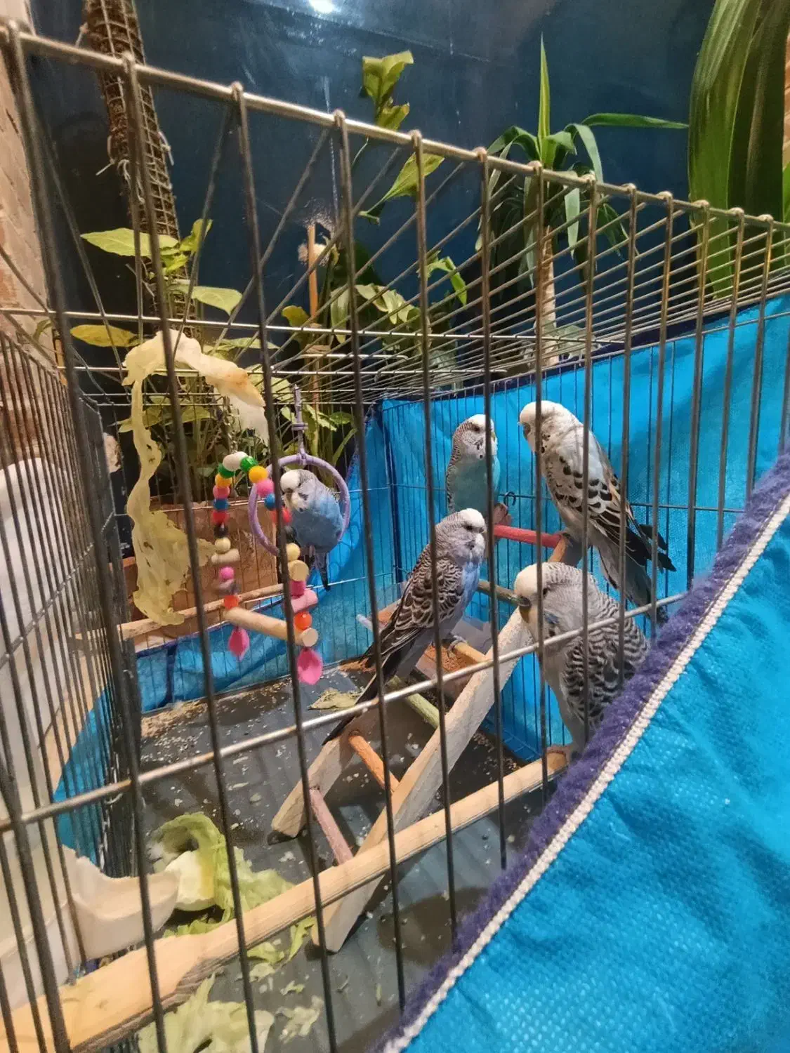 مرغ عشق|پرنده|کرمانشاه, |دیوار