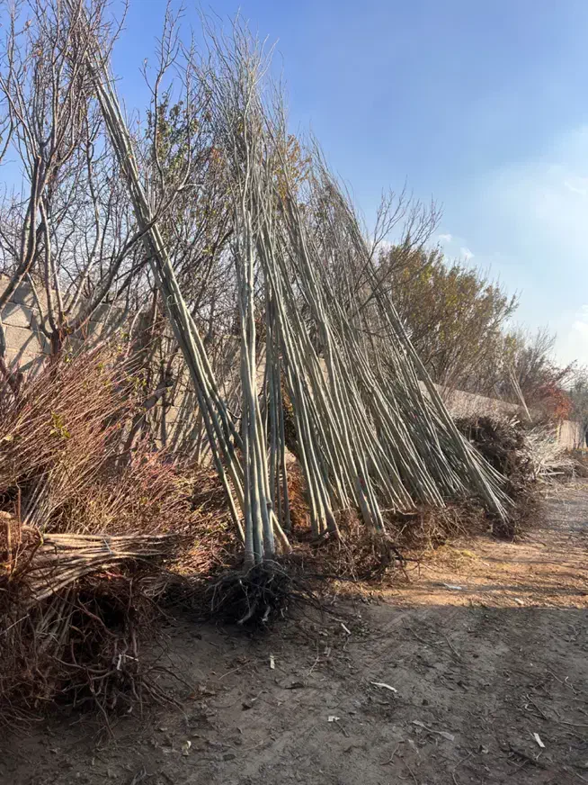 نهال کبوده مقاوم به کم آبی در نهالستان پاشاپور|گل و گیاه طبیعی|تبریز, |دیوار