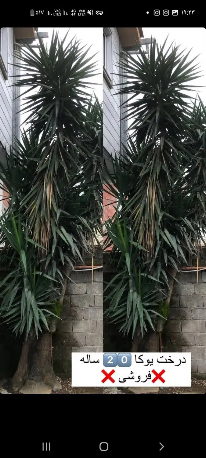 گل زینتی|گل و گیاه طبیعی|اسالم, |دیوار