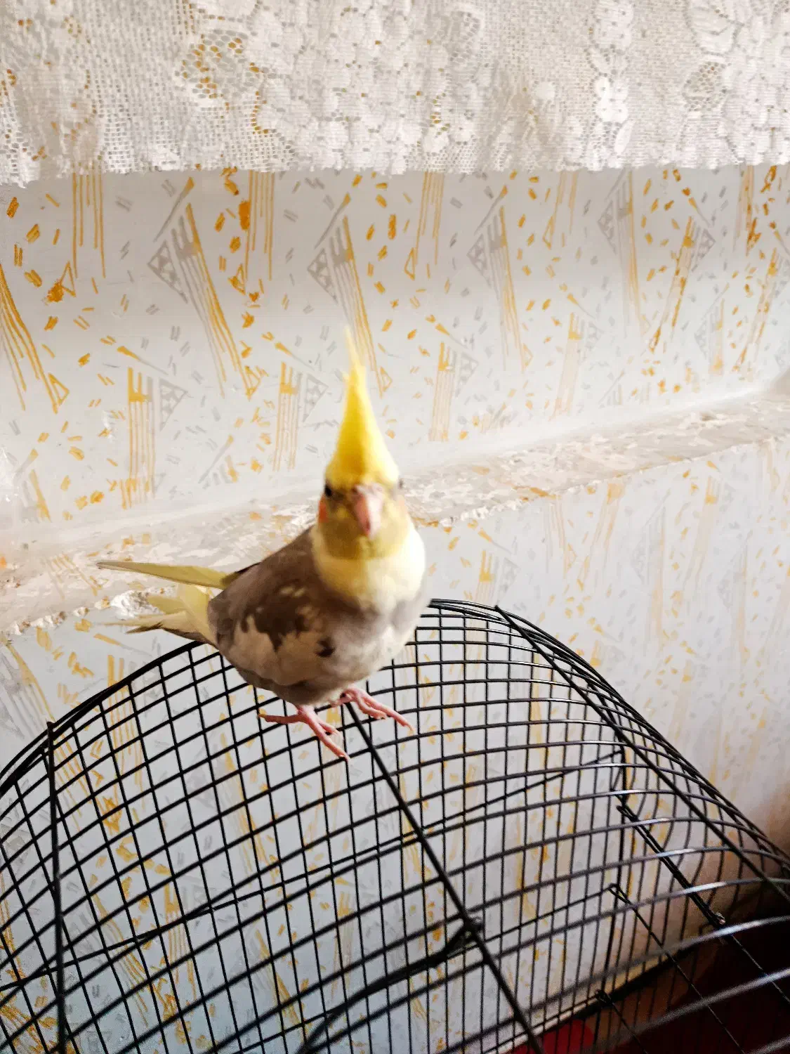 عروس هلندی جوجه 4ماه آماده یادگیری|پرنده|مرودشت, دولت آباد|دیوار