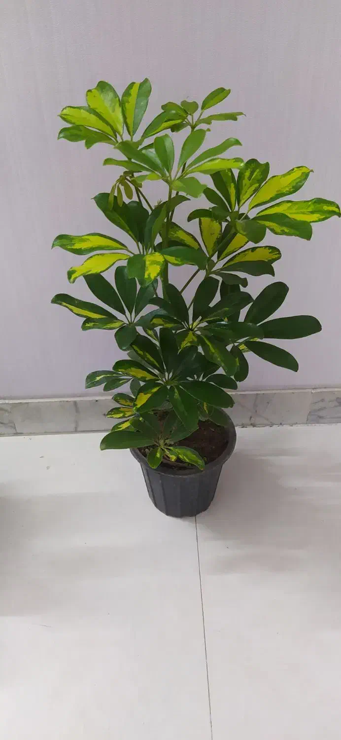 گلهای آپارتمانی مناسب هدیه|گل و گیاه طبیعی|اصفهان, سرچشمه|دیوار