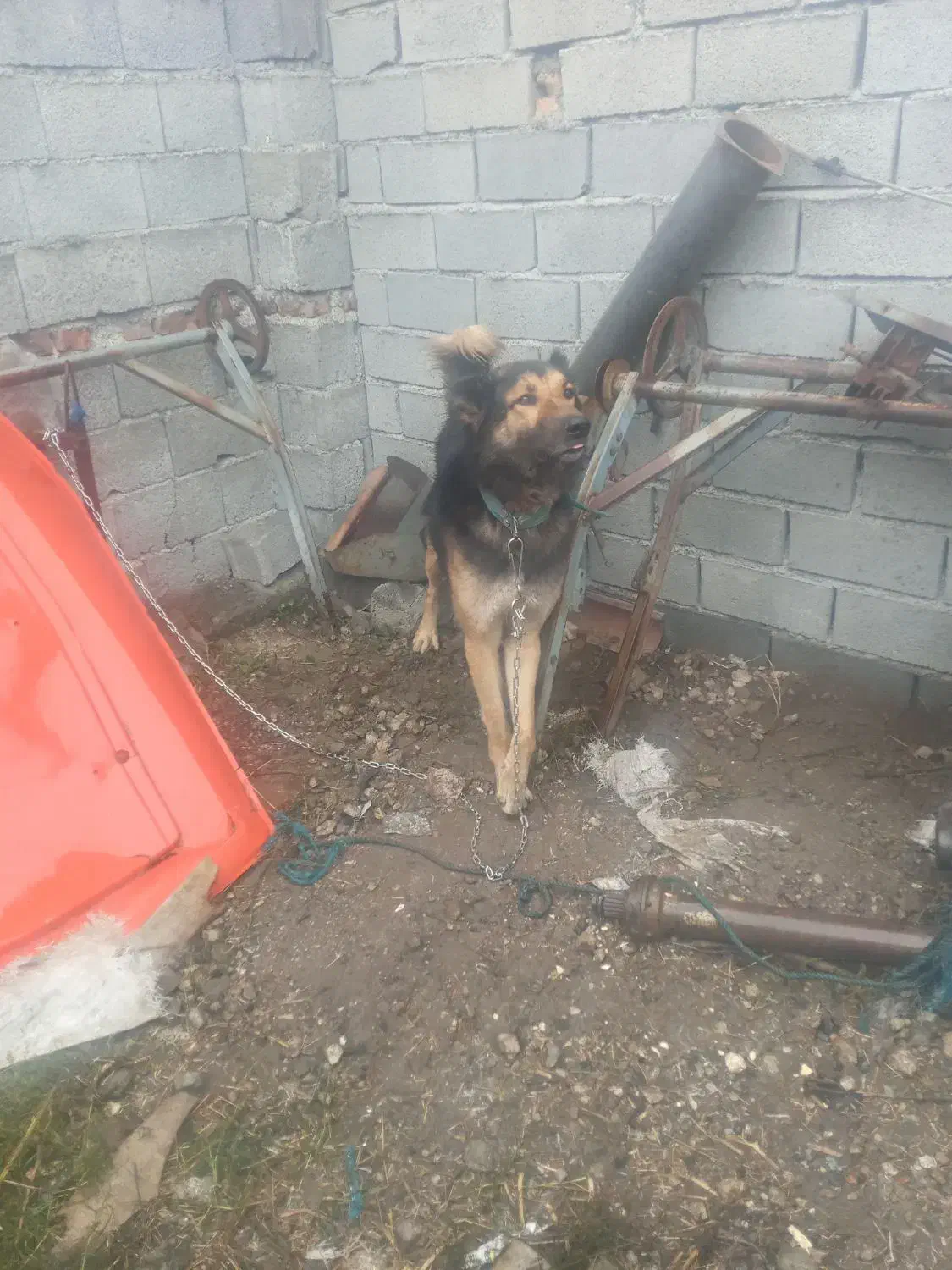 سگ گمشده|حیوانات|دابودشت, |دیوار