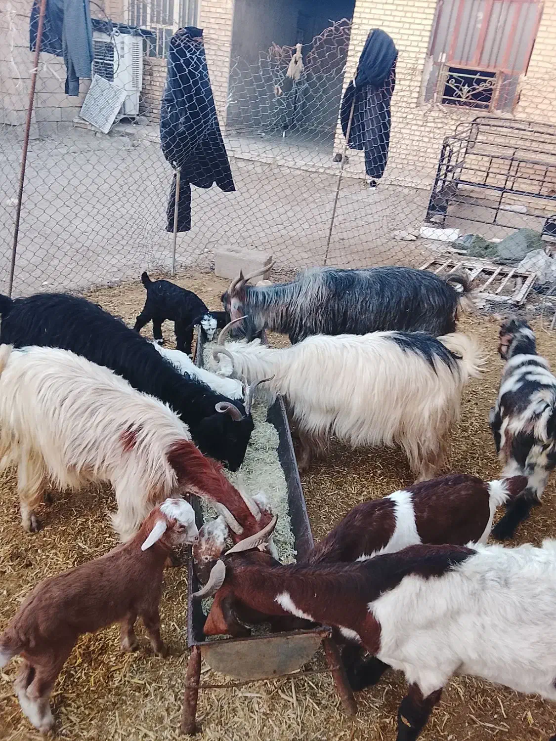 5 عدد بز و بیگ|حیوانات مزرعه|گتوند, |دیوار