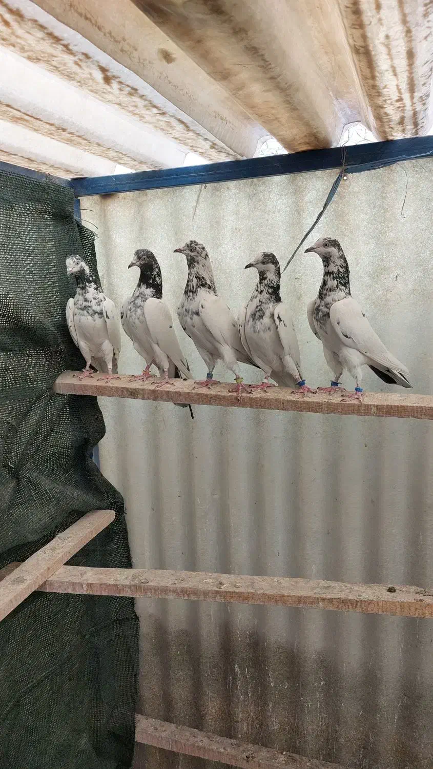 تیدی پاکستانی جانسیره|پرنده|اصفهان, عاشقآباد|دیوار