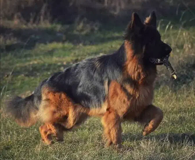 ژرمن|سگ|شیراز, شهرک بهار|دیوار