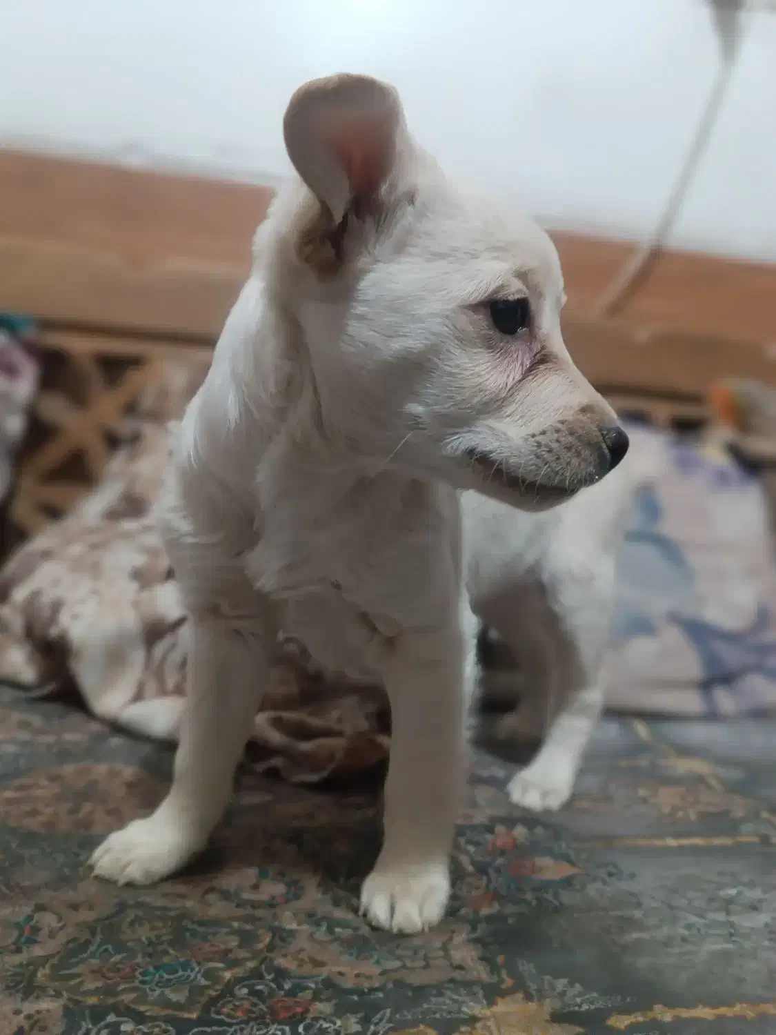 واگذاری سگ شیتزو|سگ|شیراز, سلطان آباد|دیوار