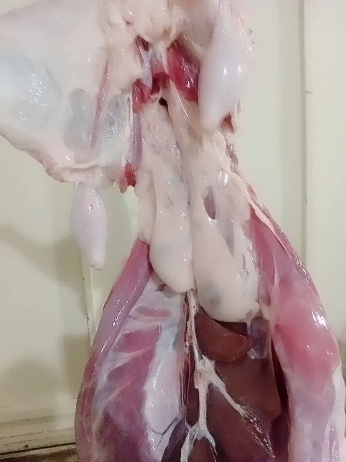 قصاب سیارشبانه روزی|خدمات پذیرایی، مراسم|اندیمشک, |دیوار