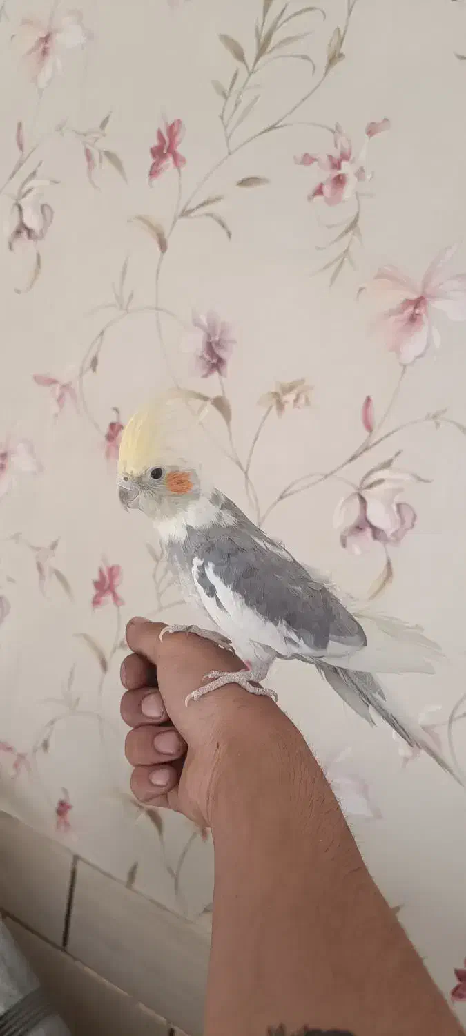 یک جفت عروس هلندی دستی با قفس بزرگ|پرنده|شیراز, تندگویان|دیوار