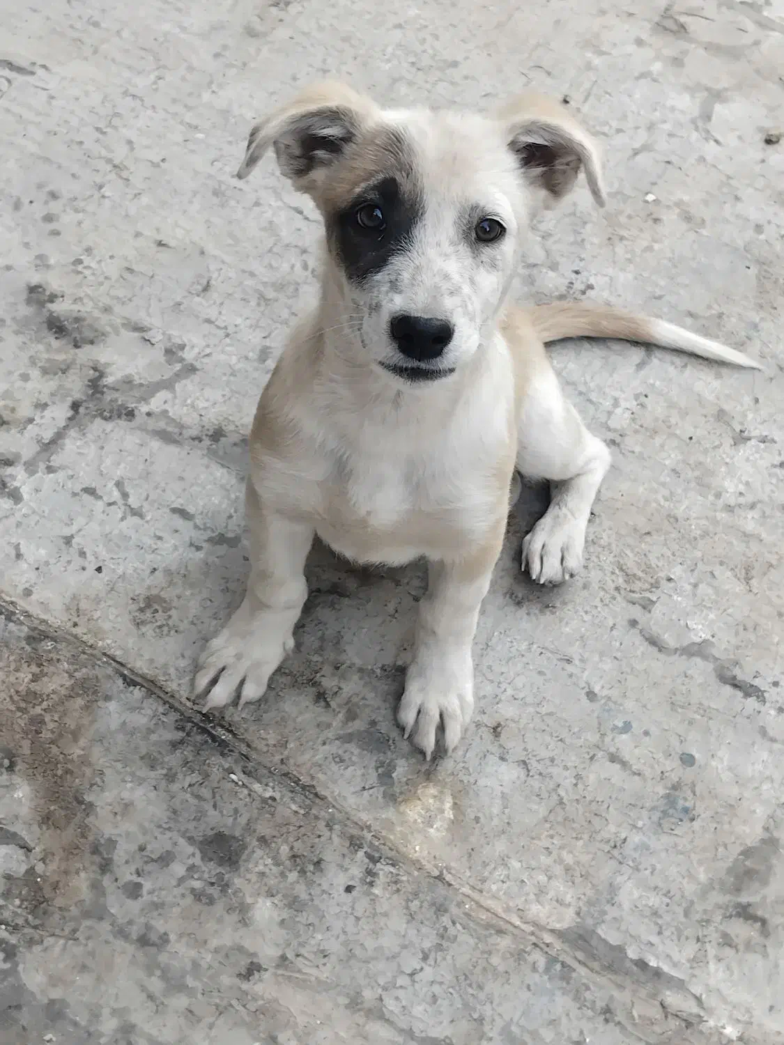 سگ پاکوتاه|سگ|مشهد, خواجه ربیع|دیوار