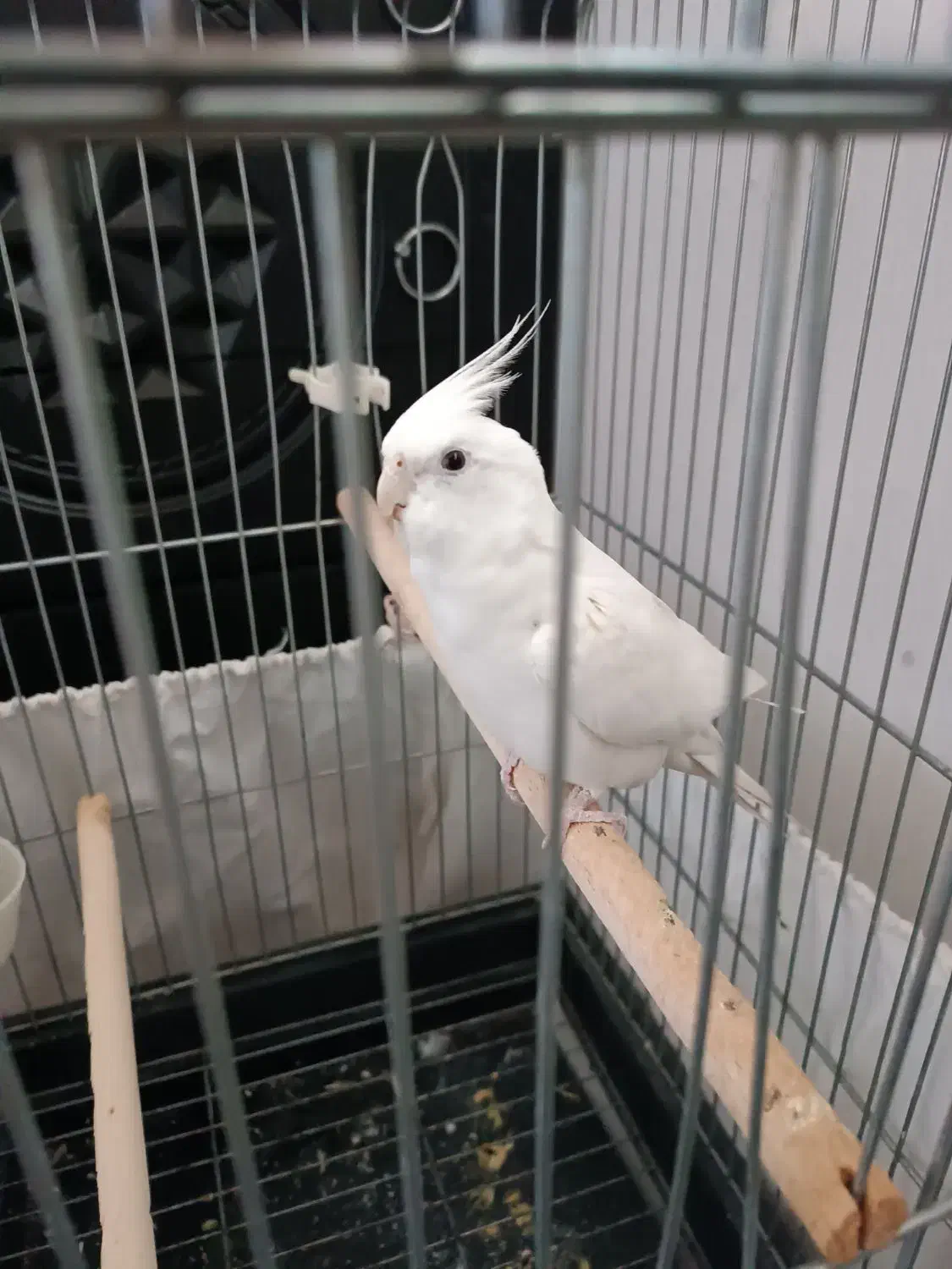 عروس هلندی|پرنده|پاکدشت, پاکدشت (مامازند)|دیوار