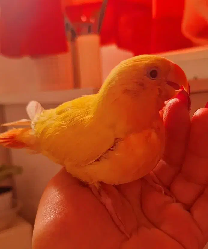 طوطی برزیلی زرد|پرنده|کوچصفهان, |دیوار