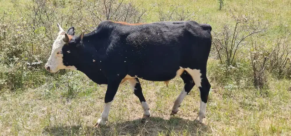 فروش دام|حیوانات مزرعه|مرزن‌آباد, |دیوار