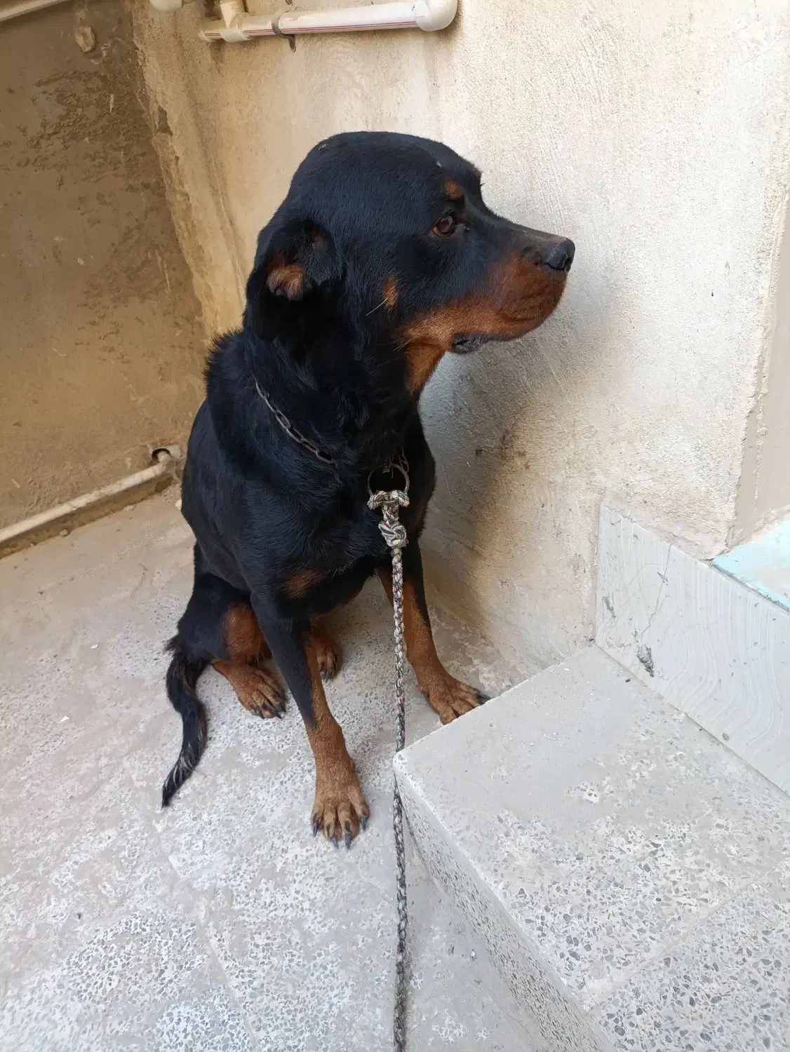 سگ روتوایلر و هاسکی|سگ|بندر کنگان, |دیوار