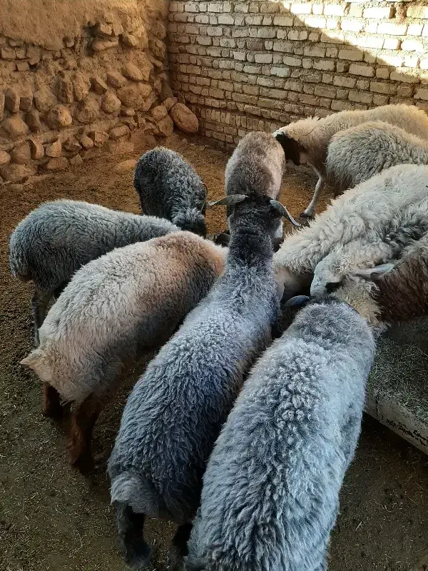 فروش بره سبک|حیوانات مزرعه|ششده و قره بلاغ, |دیوار