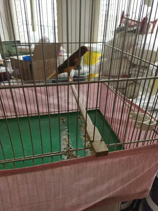 قناری نر|پرنده|اراک, |دیوار