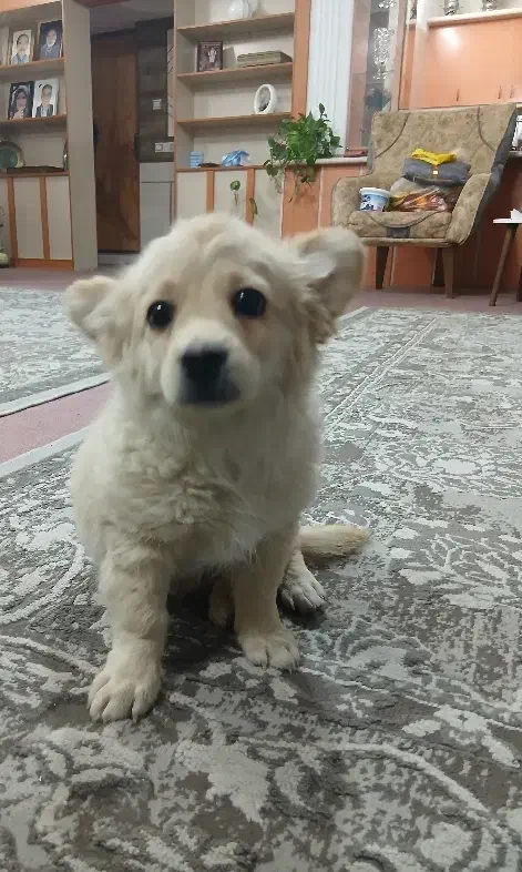 توله دوماه پامر روباهی|سگ|برخوار, |دیوار