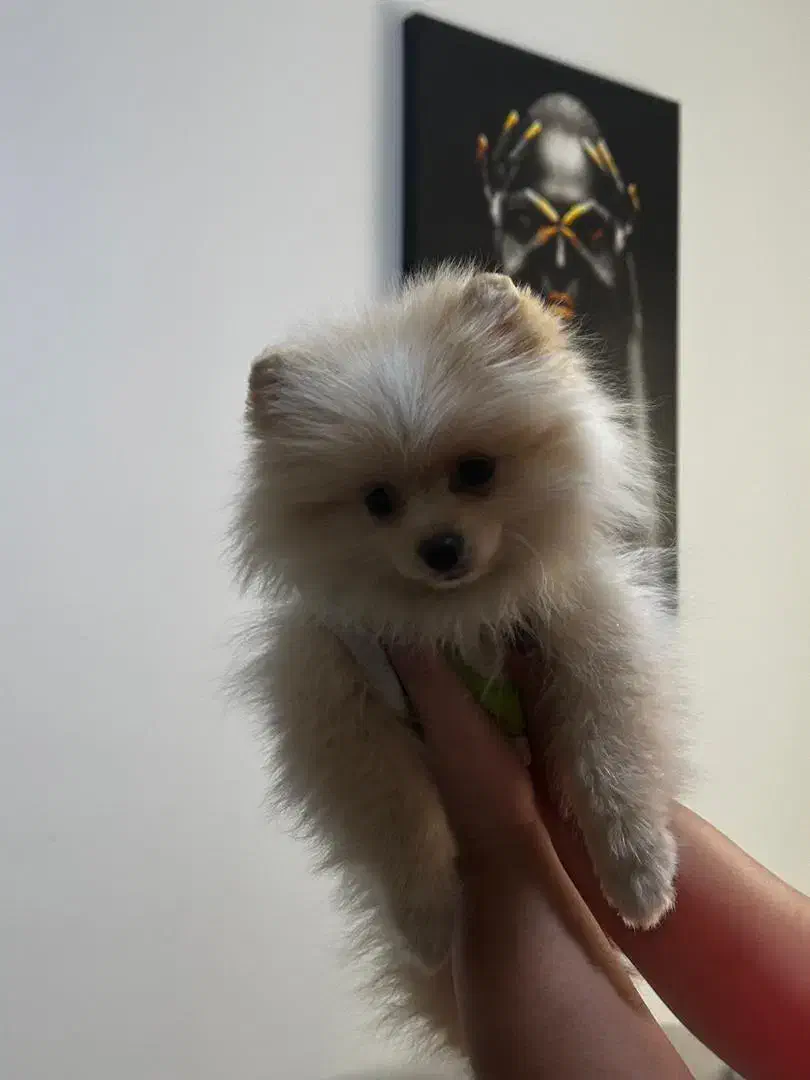 سگ پامر خرسی|سگ|پردیس, فاز ۱۱|دیوار