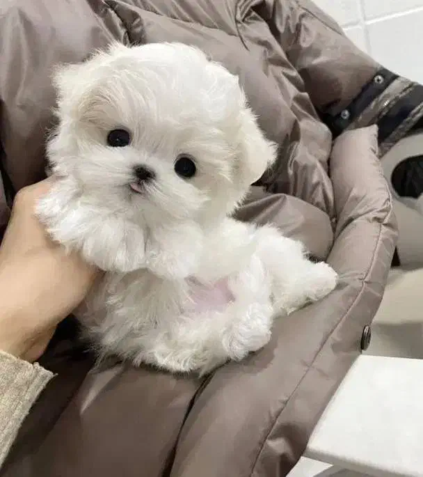 سگ مالتیپو قیمت ۶|سگ|قم, دورشهر|دیوار