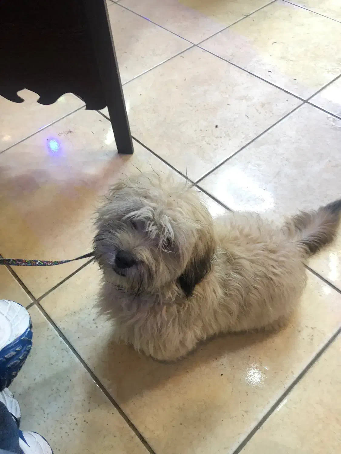 واگذاری سگ پاپی|سگ|سرخرود, |دیوار