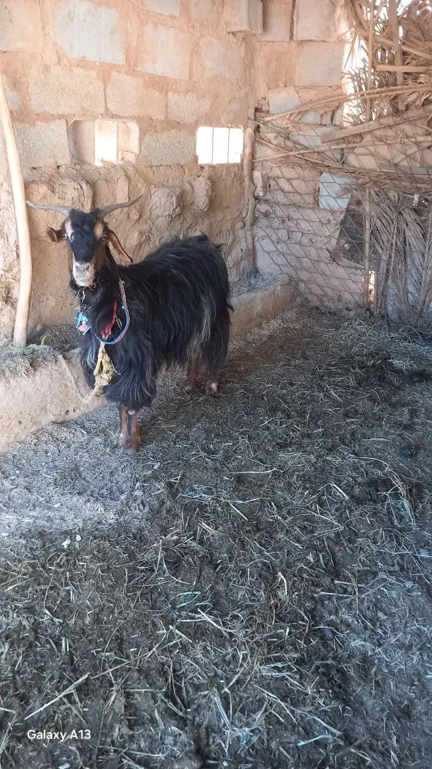 بز ماده|حیوانات مزرعه|اهواز, اسلام آباد شرقی|دیوار