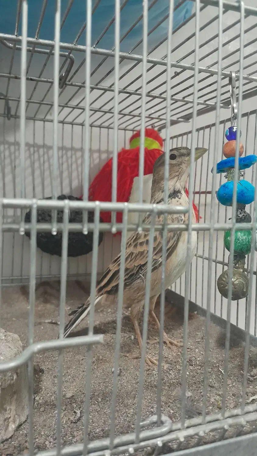 سره خاکی|پرنده|بوئین زهرا, |دیوار