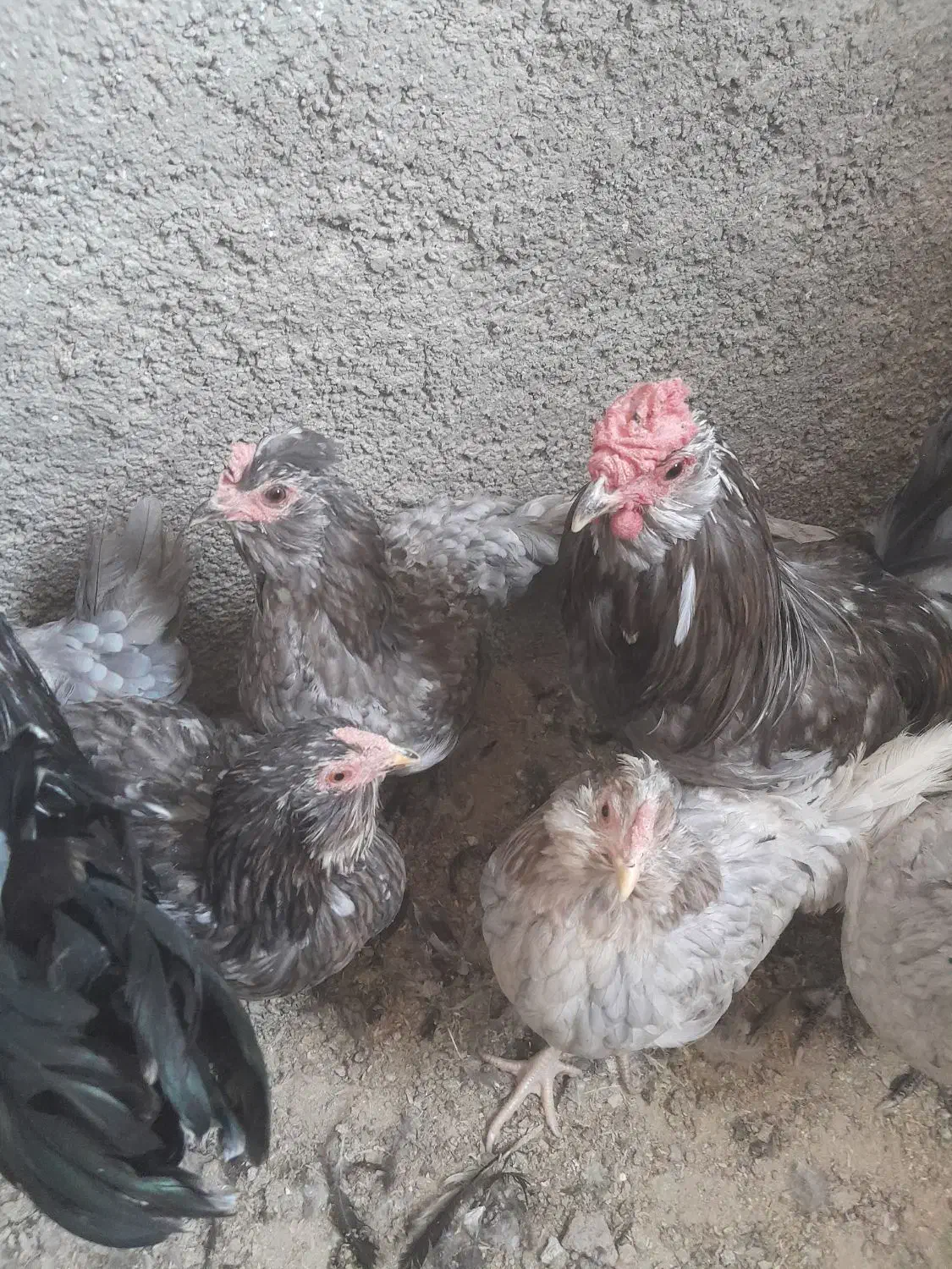 مرغ و خروس گلین|حیوانات مزرعه|پاکدشت, پاکدشت (مامازند)|دیوار