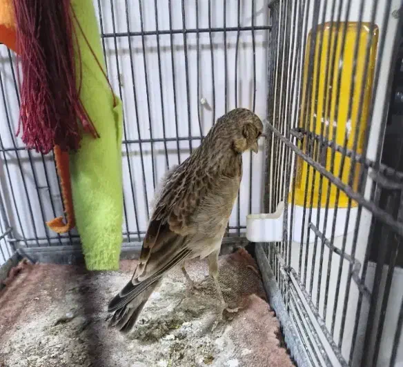 سهره خاکی|پرنده|روانسر, |دیوار