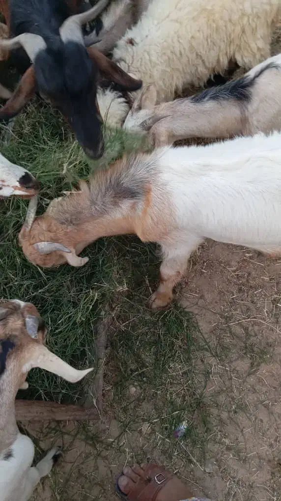 کهره و بره و بز نزار و گوسفند|حیوانات مزرعه|بندرعباس, |دیوار