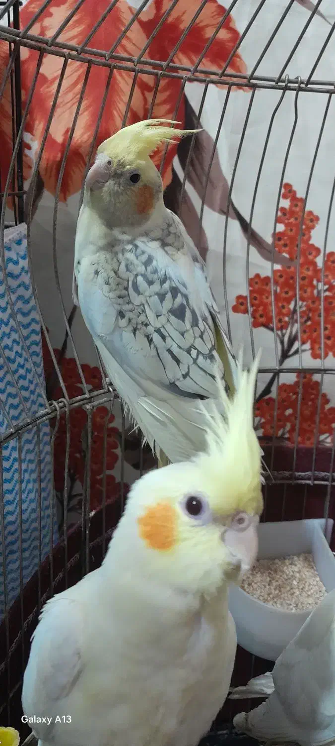 عروس هلندی|پرنده|قم, ولیعصر|دیوار