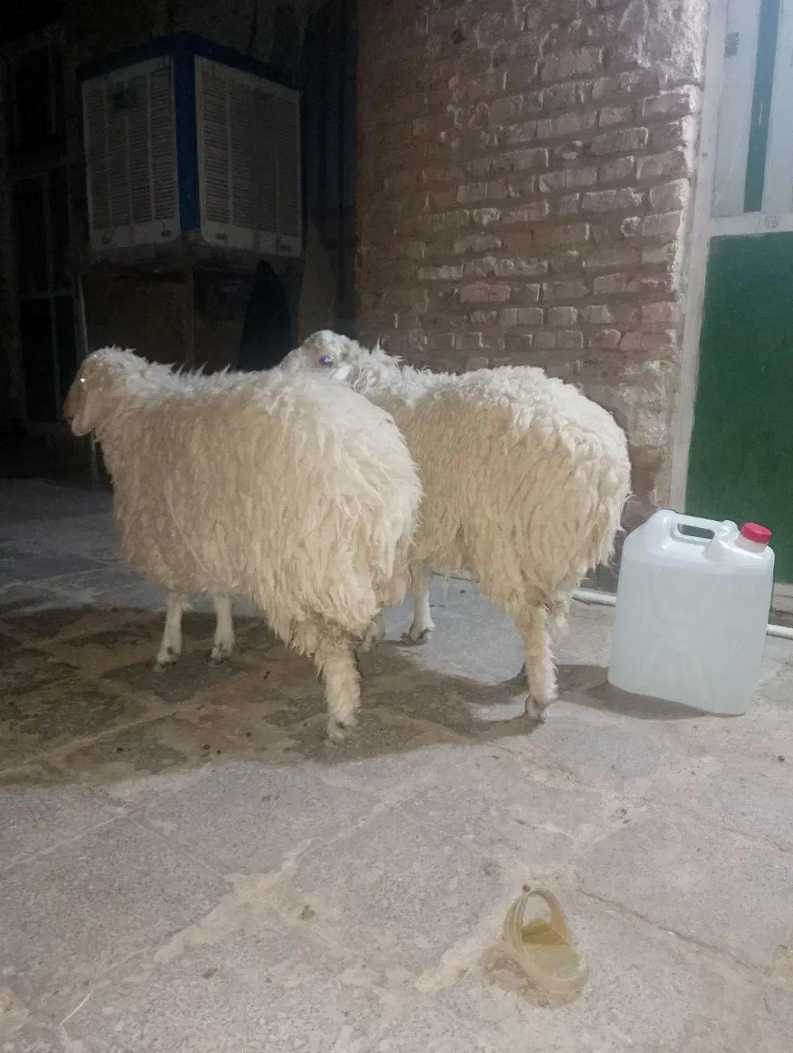 خرید|حیوانات مزرعه|خاش, |دیوار