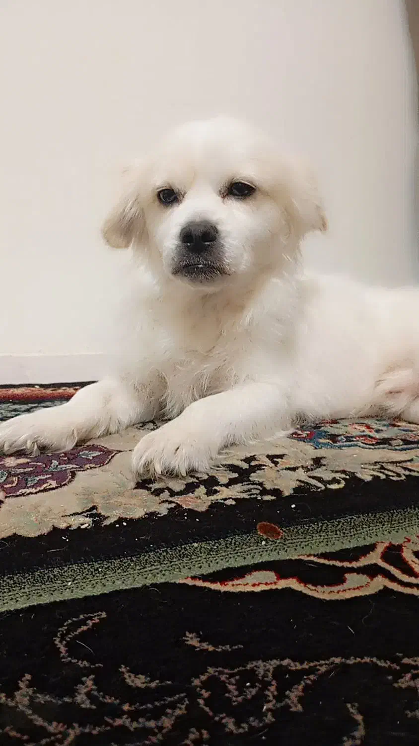 سگ پاپی پا کوتاه|سگ|پرند, فاز ۶|دیوار