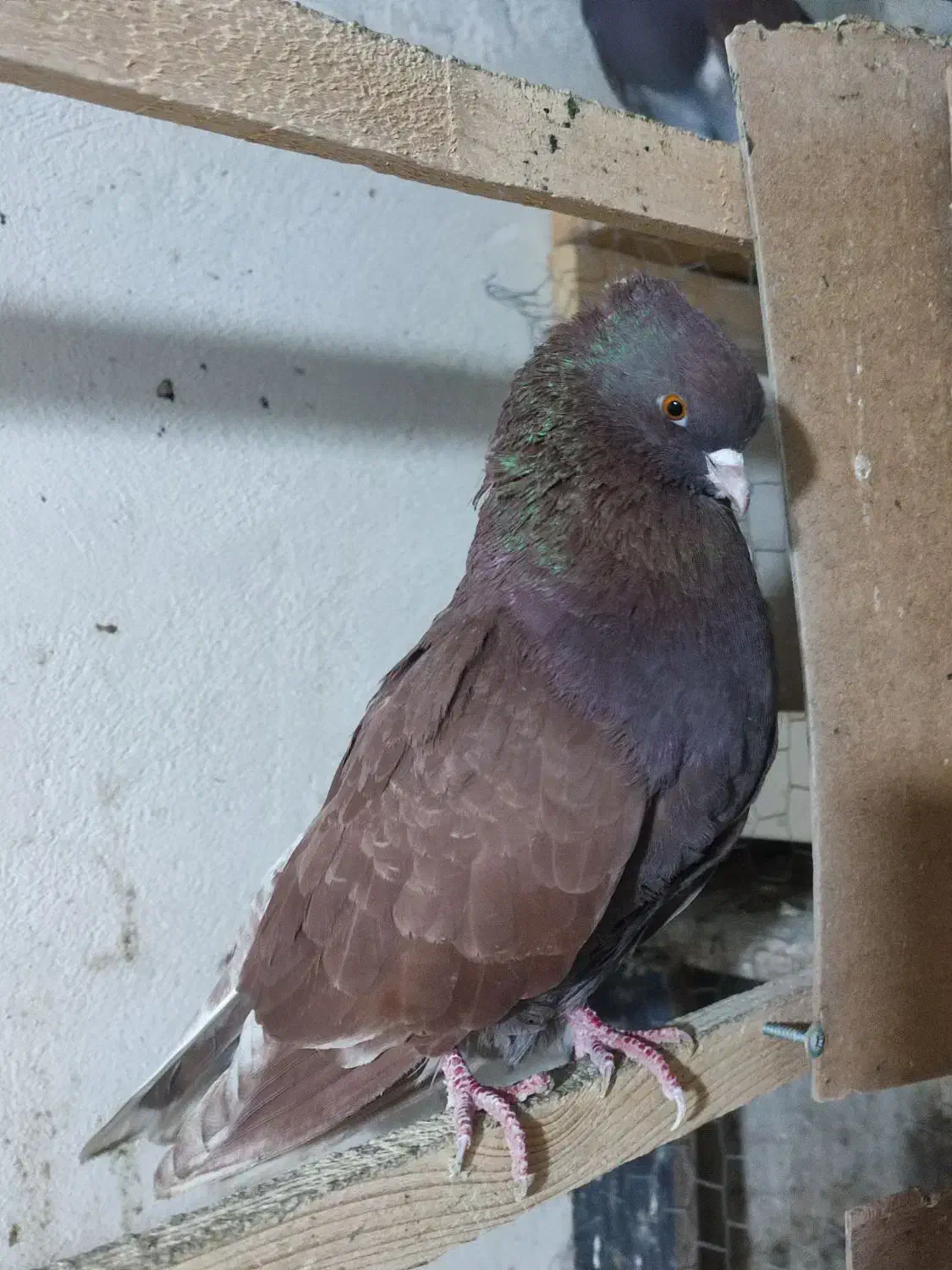 کبوتر سرخ|پرنده|گرگان, |دیوار