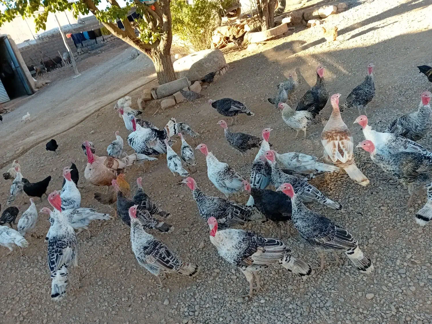 ۳۵ عدد بوقلمون|حیوانات مزرعه|نورآباد, |دیوار