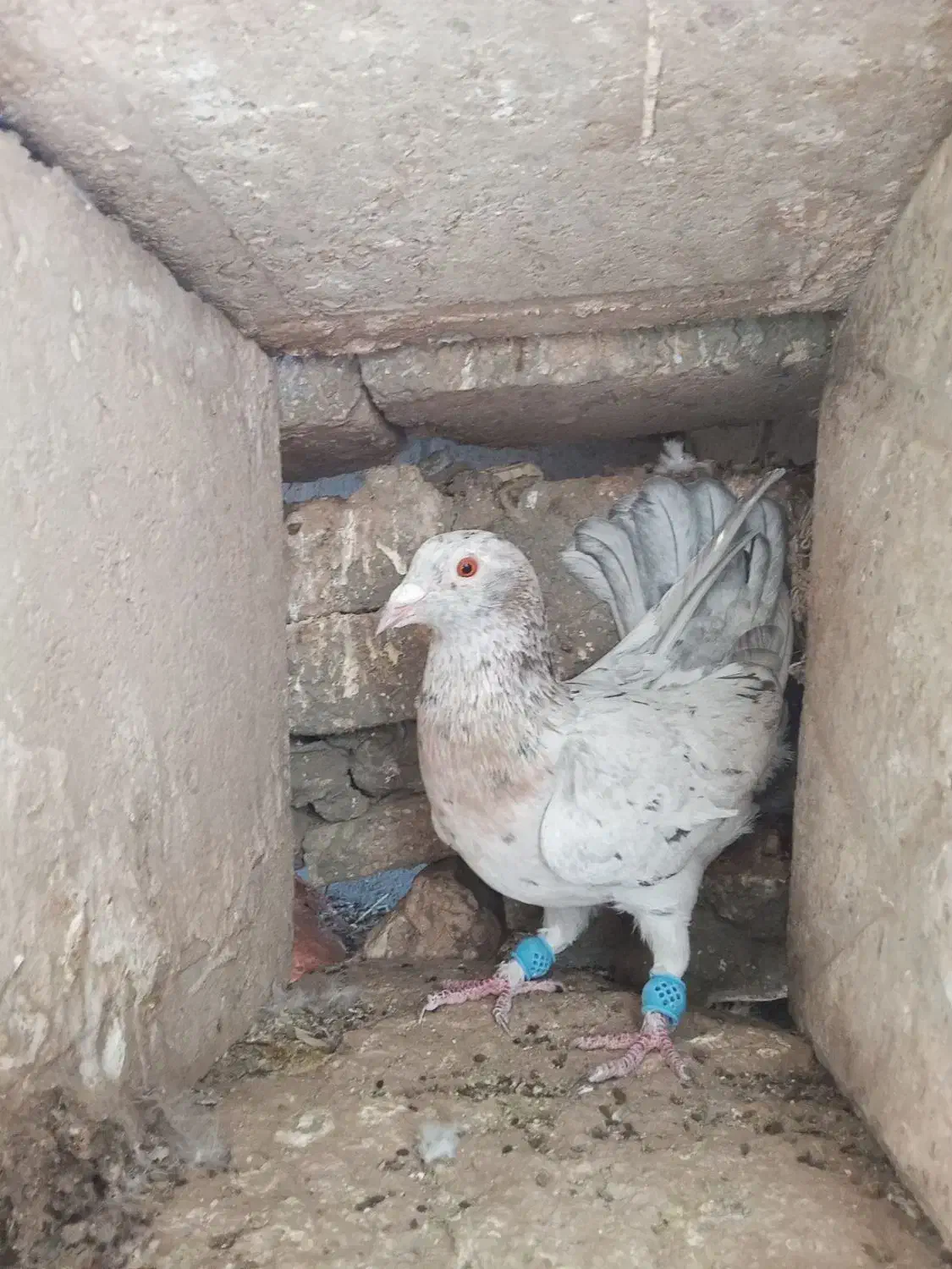 ستا سار عالی فروشی|پرنده|طبس, |دیوار