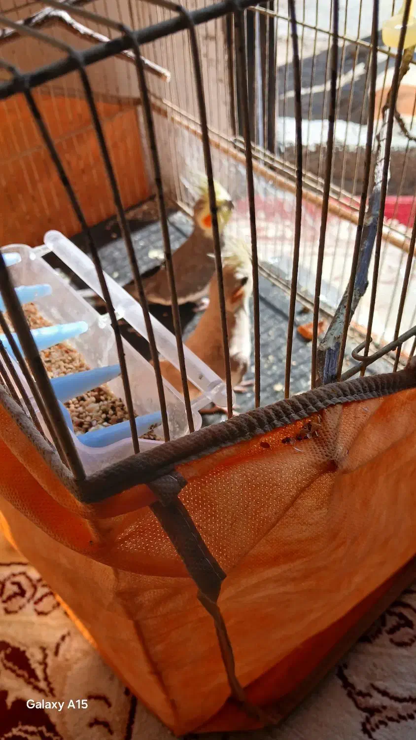 یک جفت عروس هلندی زیبا|پرنده|شیروان (خراسان), |دیوار