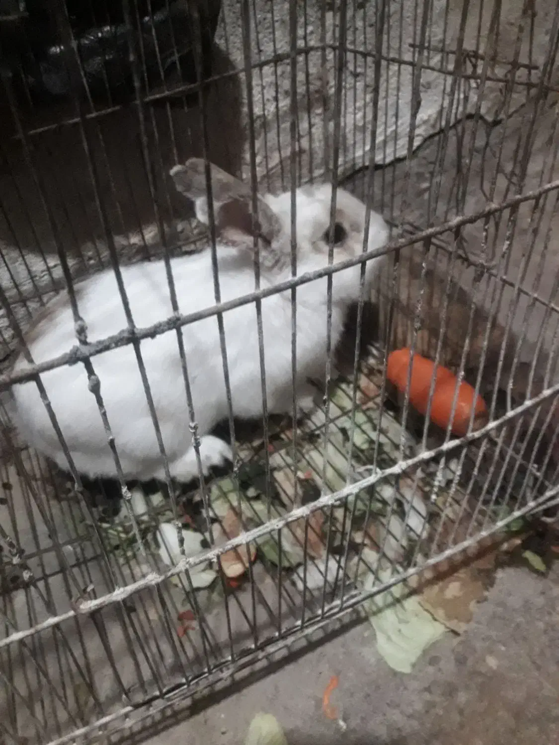 خرگوش نر بالغ|موش و خرگوش|یامچی, |دیوار