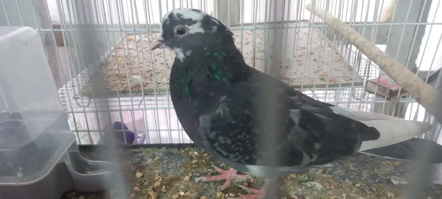 کفتر غریب گیری|پرنده|تهران, افسریه جنوبی|دیوار