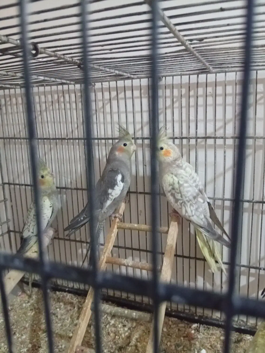 عروس هلندی|پرنده|فردیس, شهرک ارم|دیوار