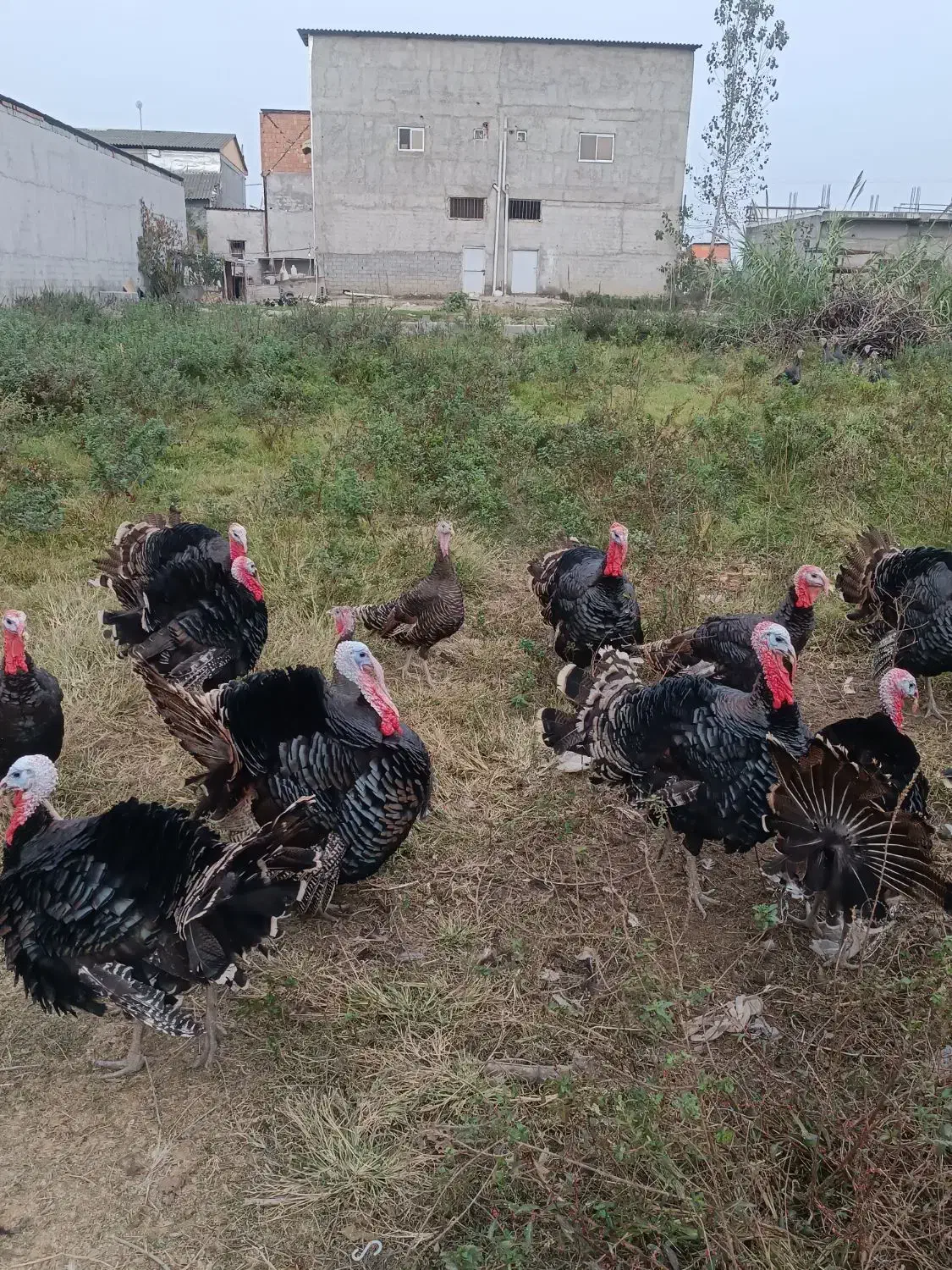 بوقلمون محلی|حیوانات مزرعه|آمل, |دیوار