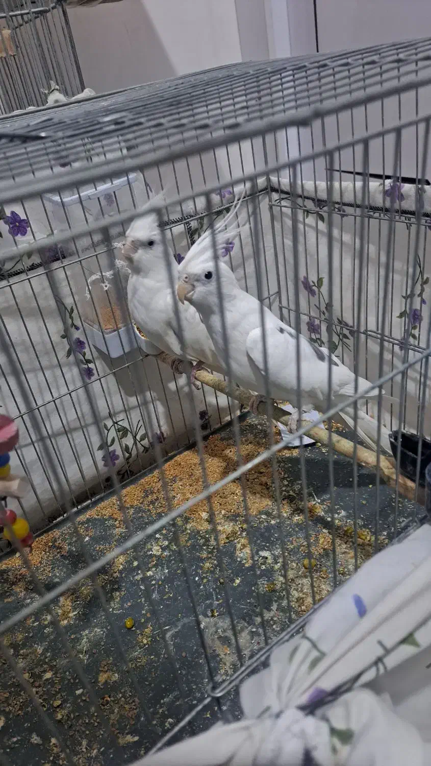 عروس هلندی|پرنده|پیرانشهر, |دیوار