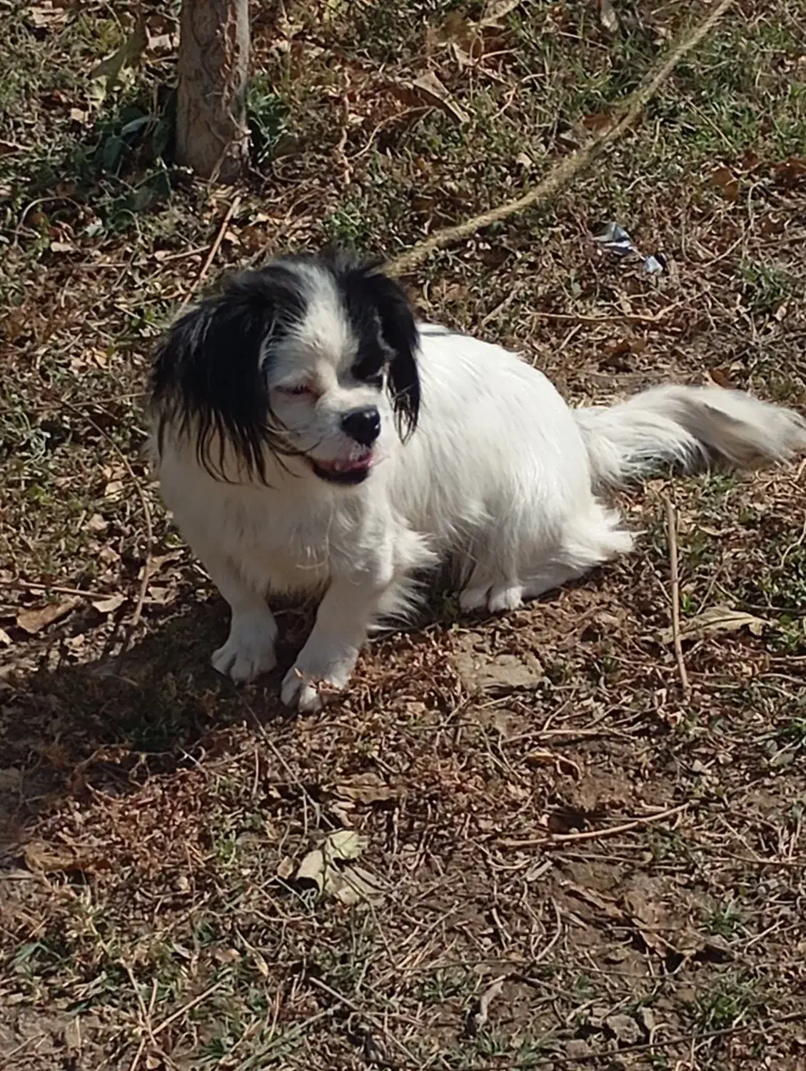 سگ بفروش میرسد|سگ|ماکو, |دیوار